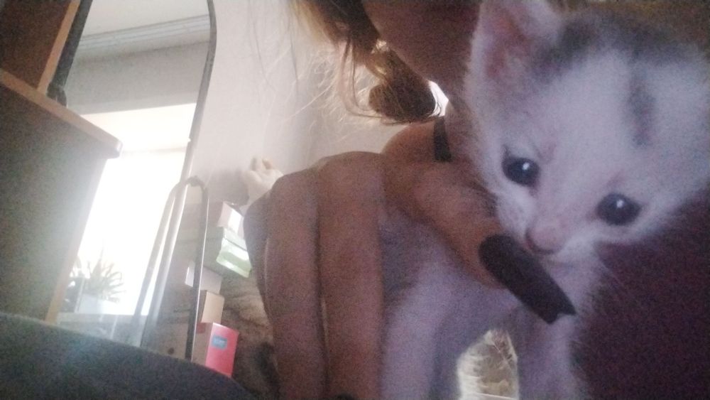 Отдаю котят в добрые руки