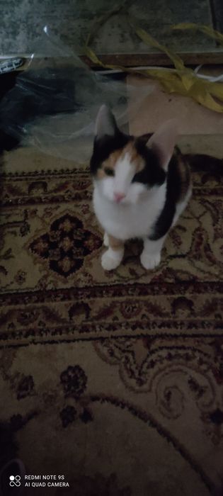 Отдам в добрые руки кошечку Монику