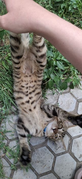 Котёнок мальчик подросток ищет себе дом!