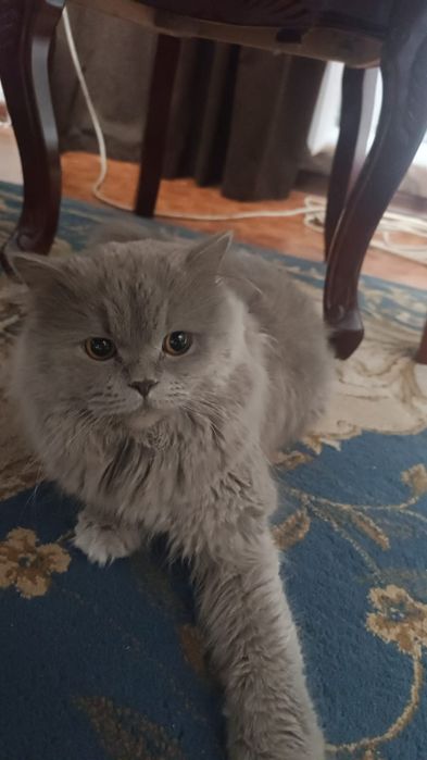 Кошка британка длиношорсная