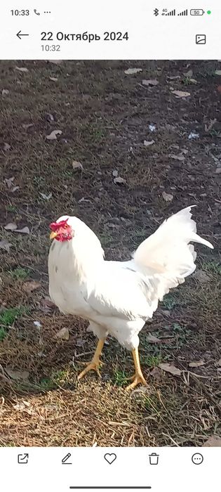 Продам петухов на племя