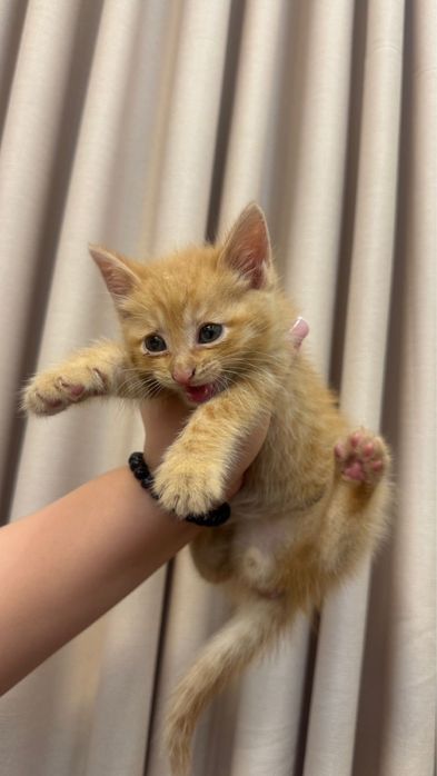 Котенок мальчик !!