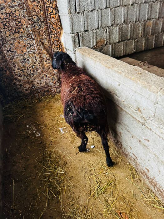 Продам зрелых баранов