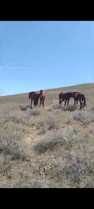 Жылкы 2 жасарлар сатылады