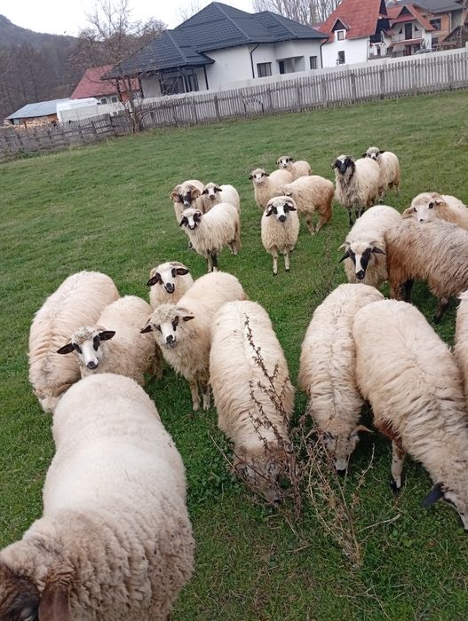 Vând oi țurcane breze,oachese și bucalai!