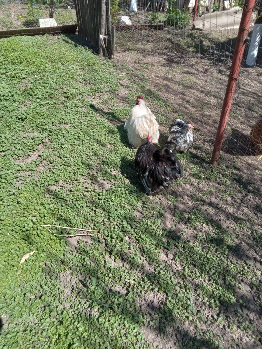 Cocoși Cochinchina pitic