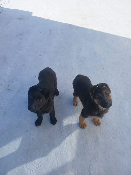 Овчарка қыз сатылады, 2,5ай