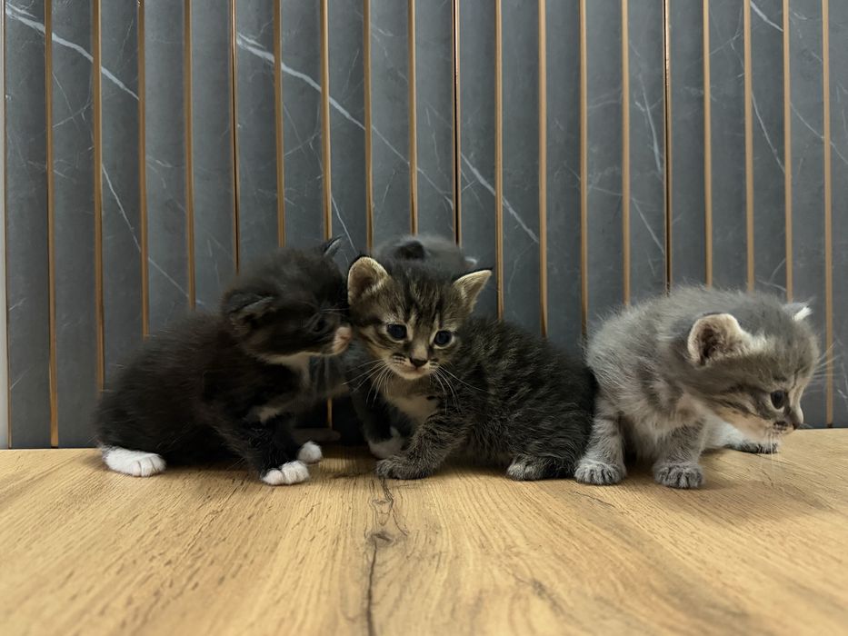 Котята скоттиш страйт