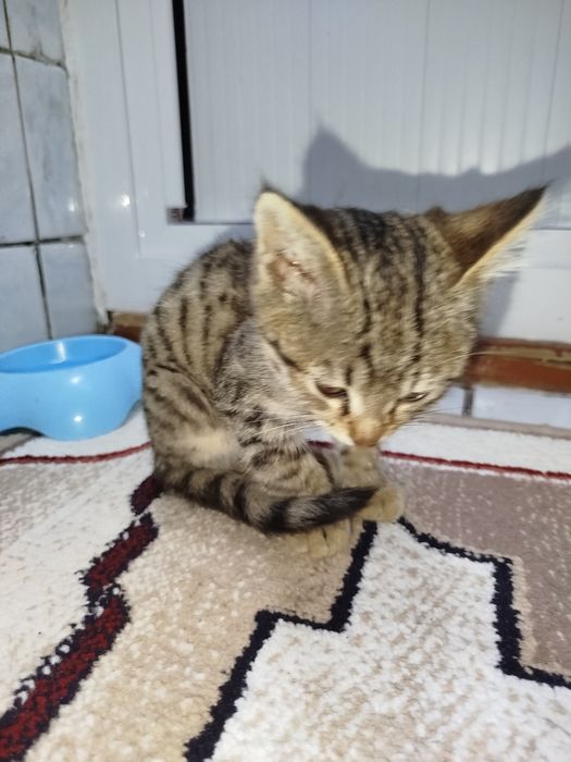 Отдам котёнка в добрые руки