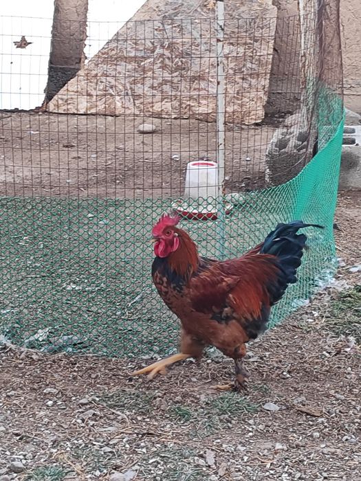 Продам молодых петушков