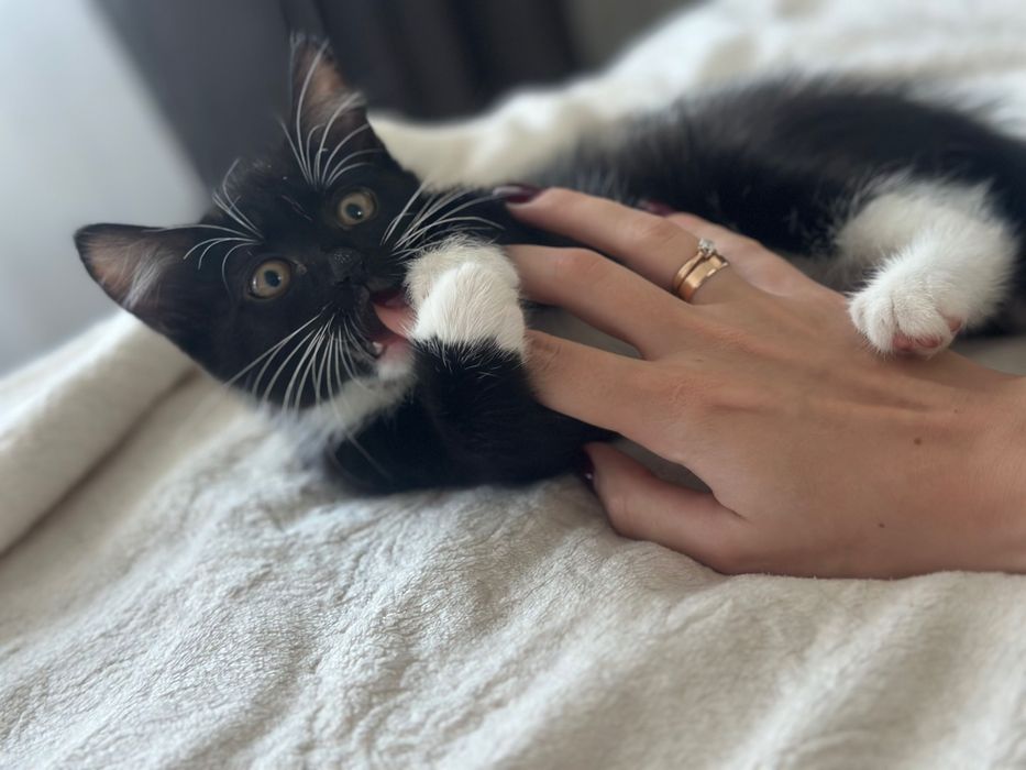 Котенок ищет дом ( девочка)