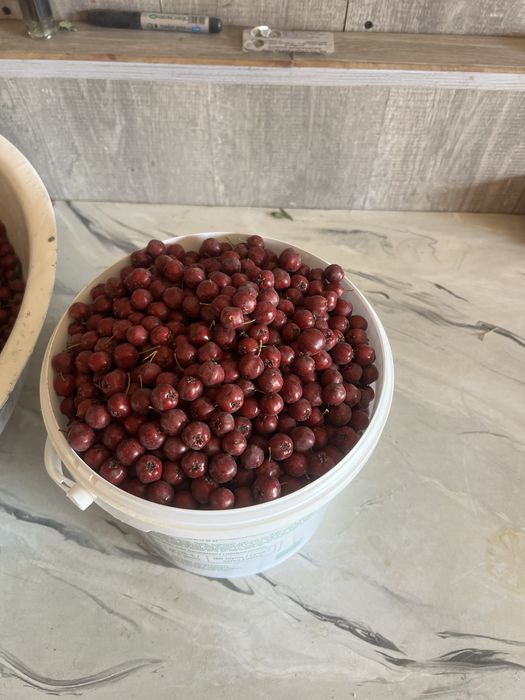 Продам боярышник