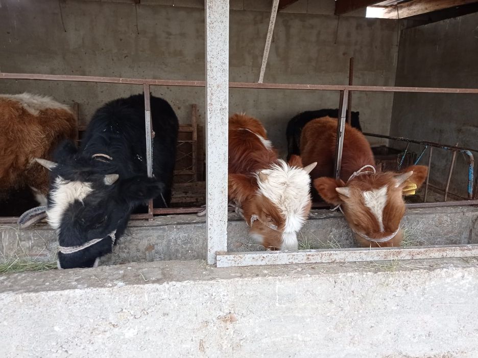 6 бас бука сатылады срочно