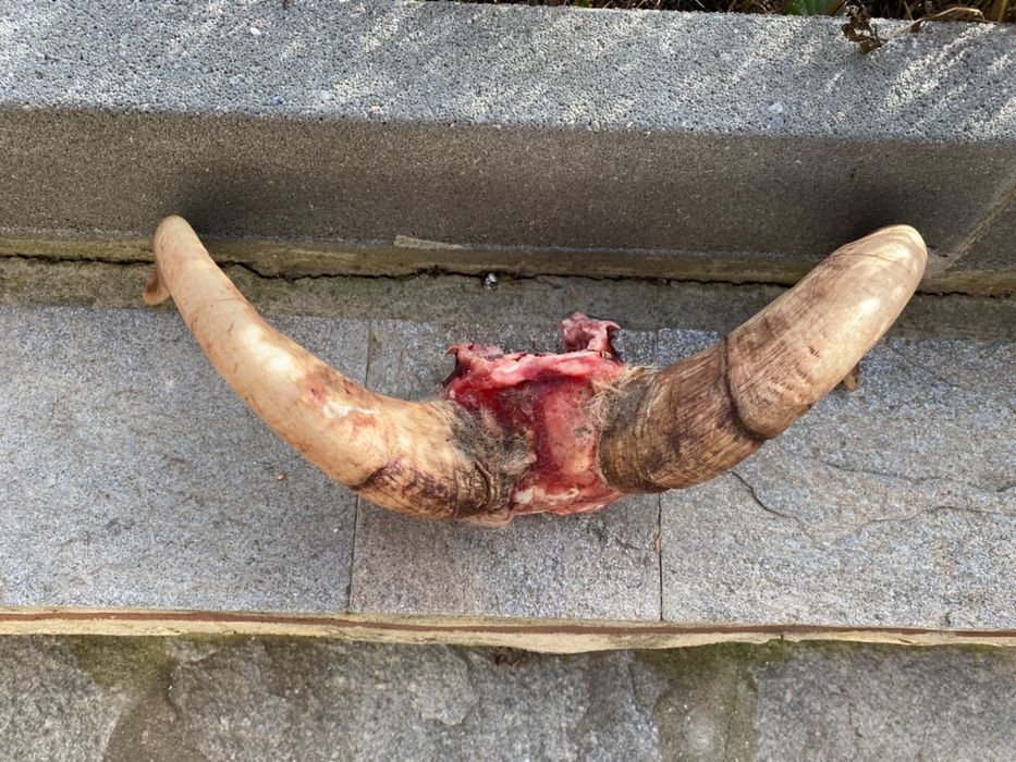 Предлагам рога/Трофей