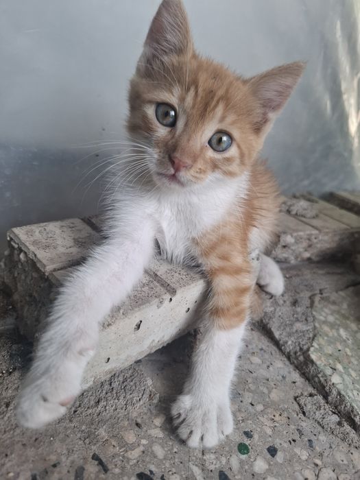 Подарявам   коте