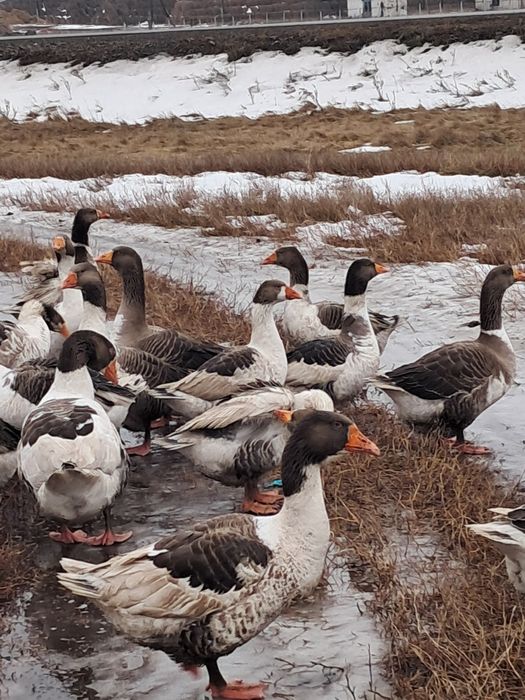 Гуси на развод . Қаздар тұқымға.