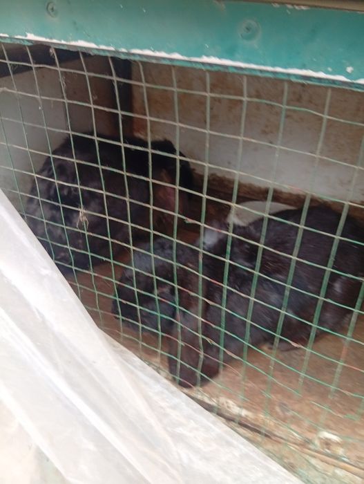 Куйон сотилади соглом