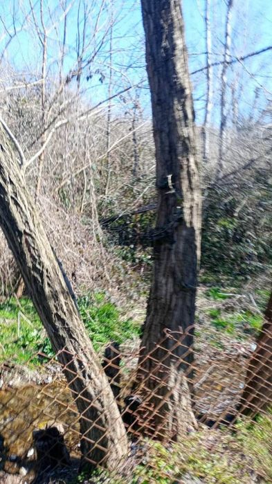 10 броя акации високи около 15 метра.