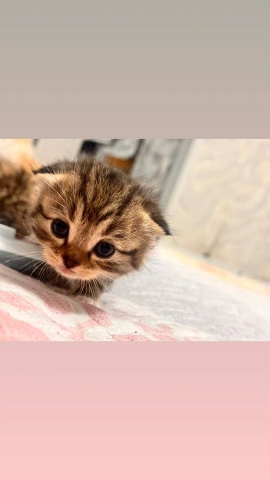 Кошка продается два месяца