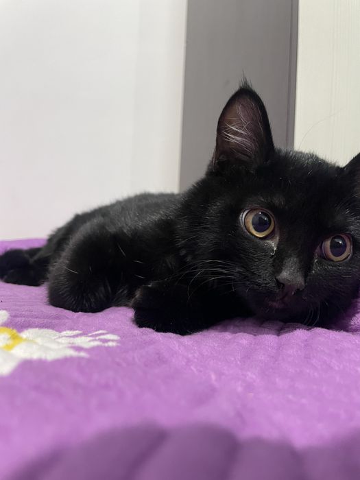 Черный котят/  Кошка Мысык