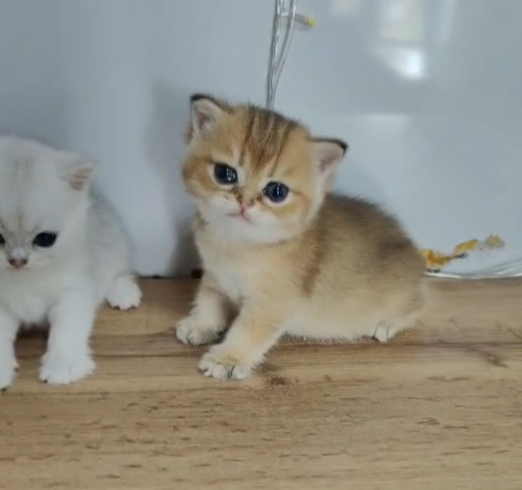 Котята Шиншиллы Шоу класса