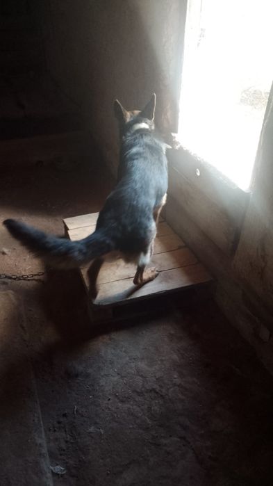 Оддам бесплатно немку