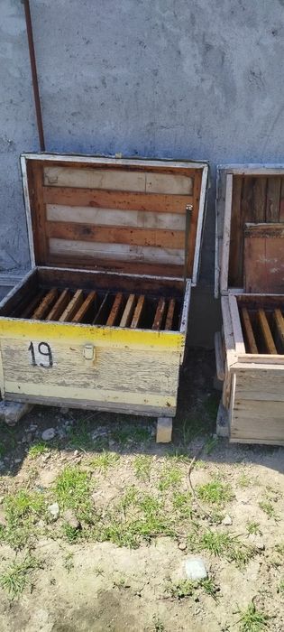 Asal ari uyi sotiladi