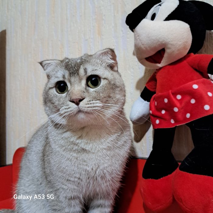 Ogilbola zotli wotlandskiy scot sotiladi