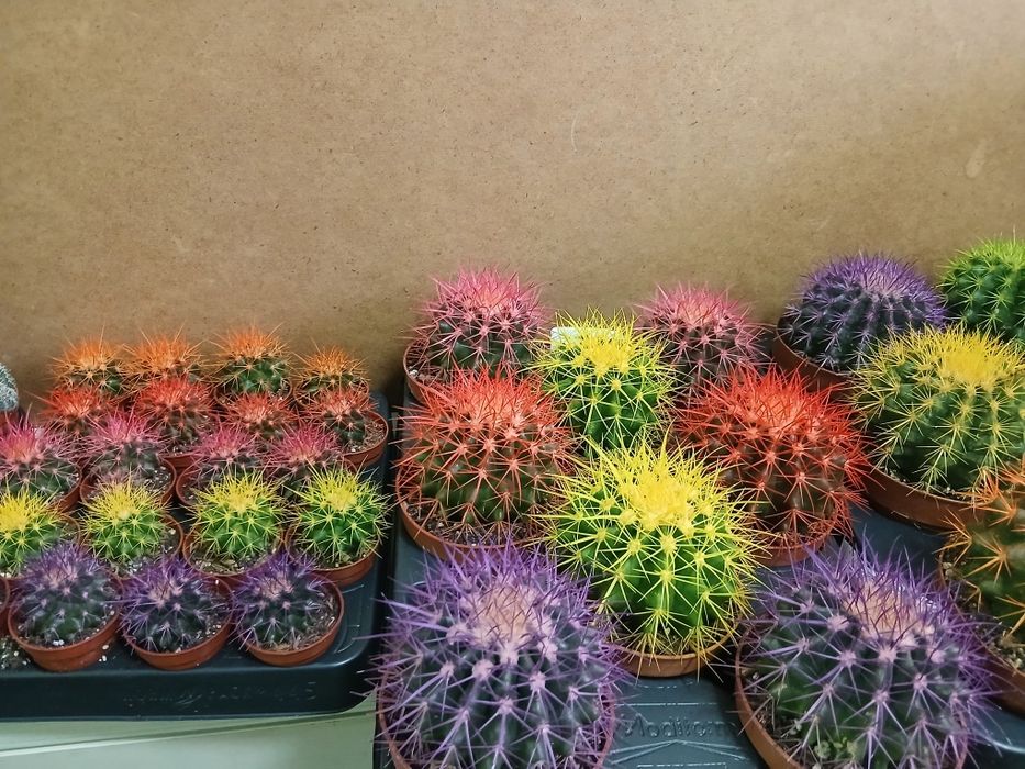 Кактусы микс разные от 2000тг