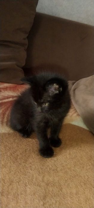 Котенок мальчик. .