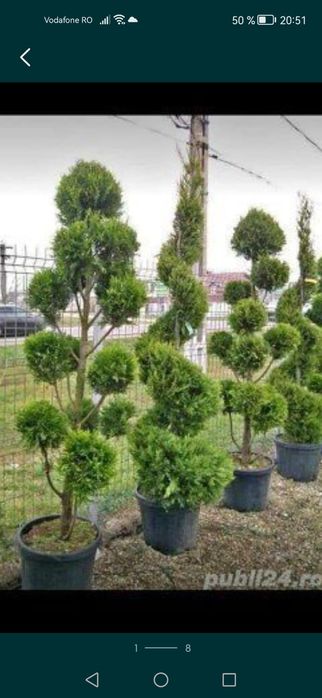 Plante decorative pt o gradina de vis