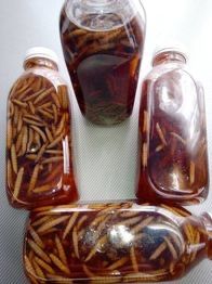 Продам огневку, восковую моль!