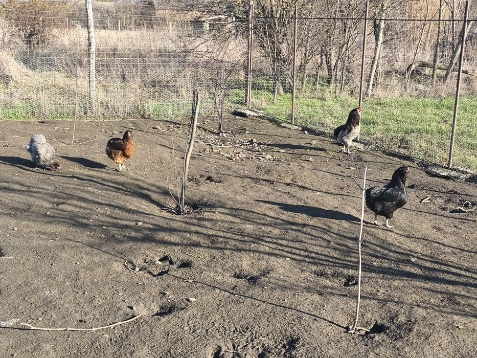 Ouă Araucana/Olive pentru incubat