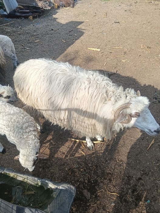 Două oi țurcane și doi berbecuți