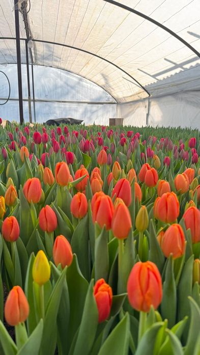 Тюльпаны оптом и в розницу