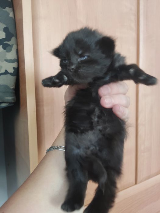 Продам котят породы Мейн-кун