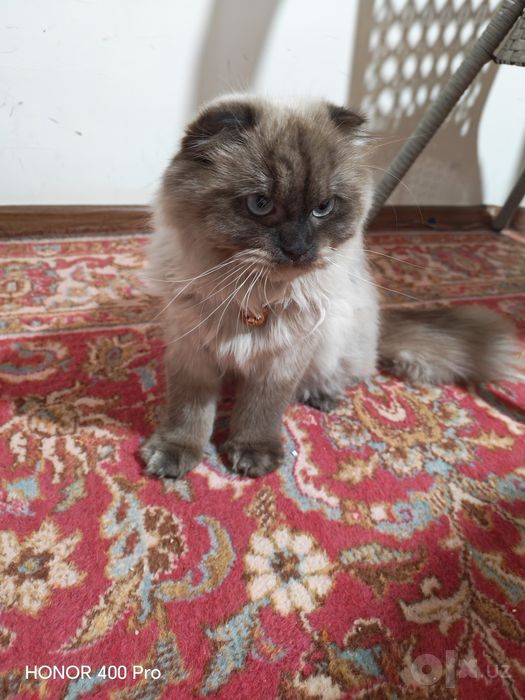 Продаëтся Сиамская Кошечка