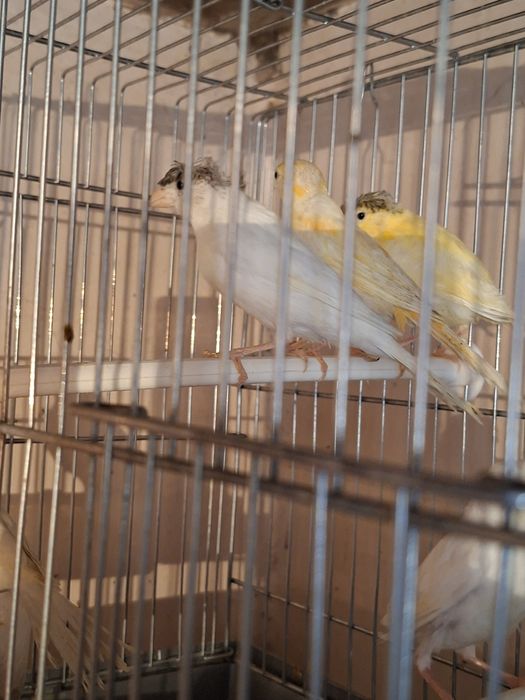 Птицы канарейки...