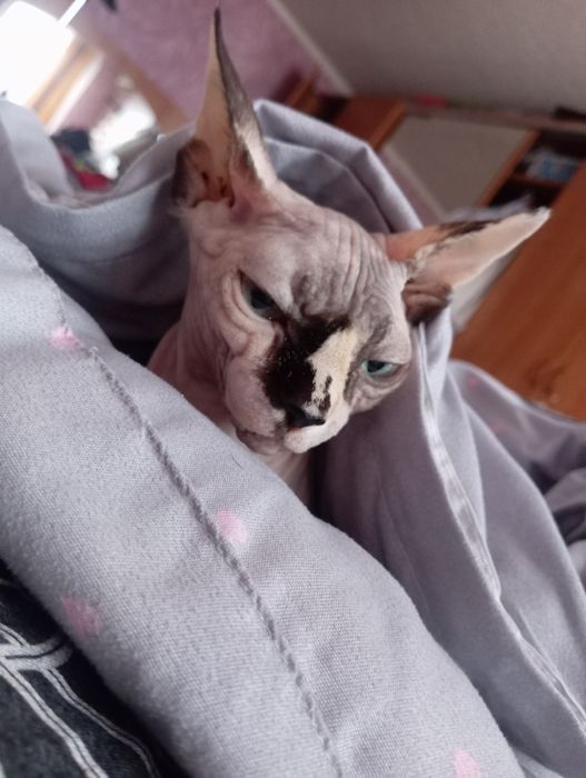 Кошка породы сфинкс