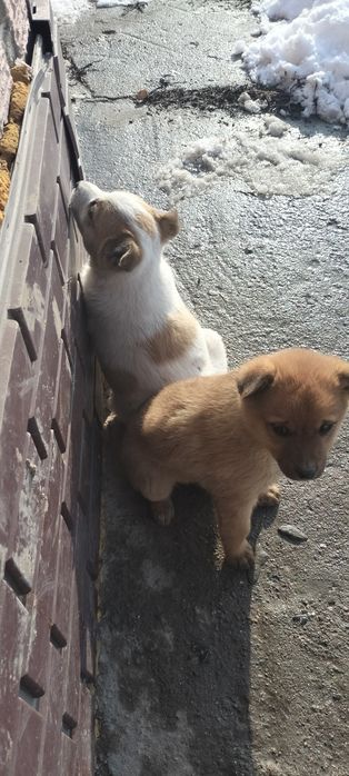 Домашние милые щеночки