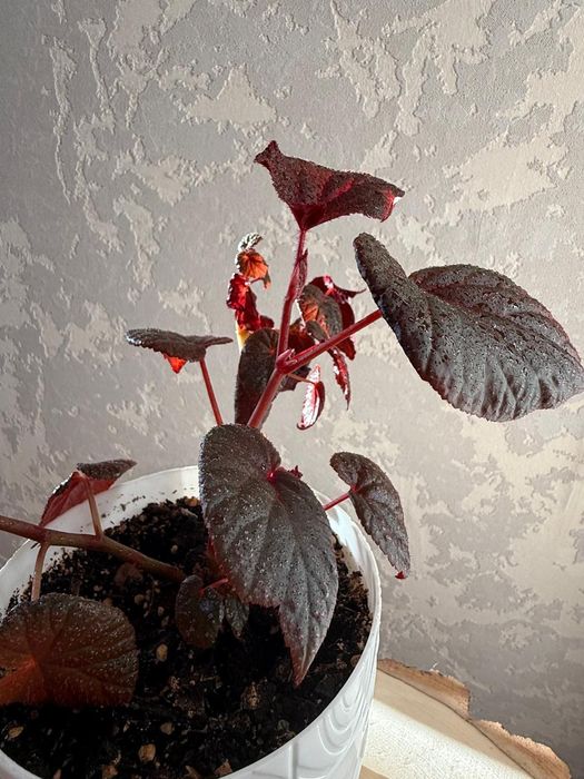 Продам бегонию с бархатистыми листьями