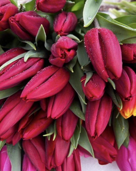 Тюльпаны с луковицей