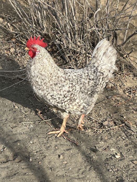 Атырау Молодой Петух 5000