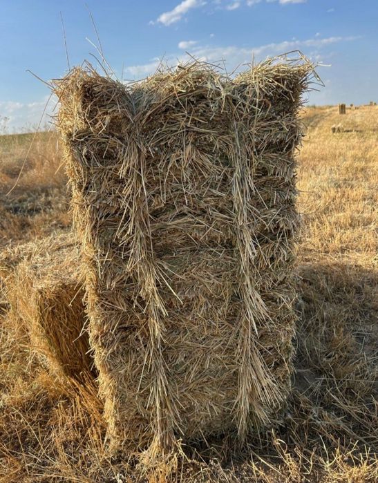 Сено,свежий укос,разнотравье,В КазЦике!