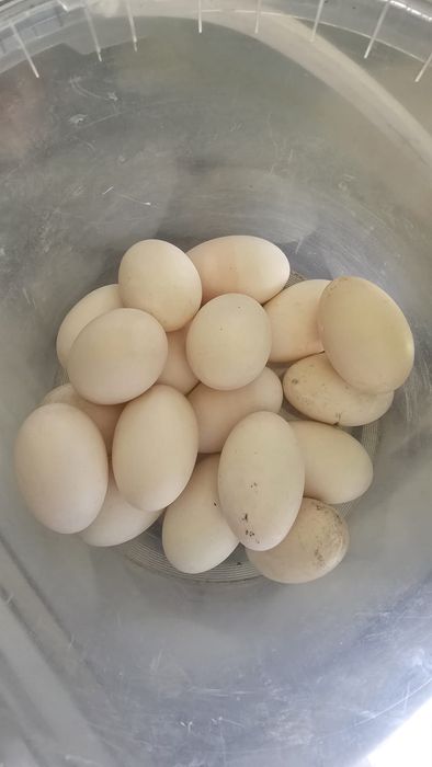 Ouă de rațe indiene