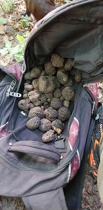 Vând trufe proaspete freș trimit și prin curier