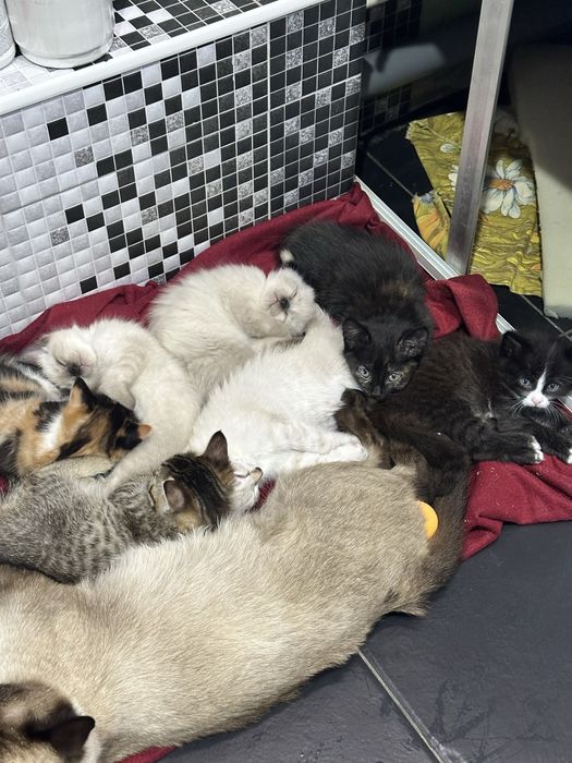 Отдам котят в добрые руки