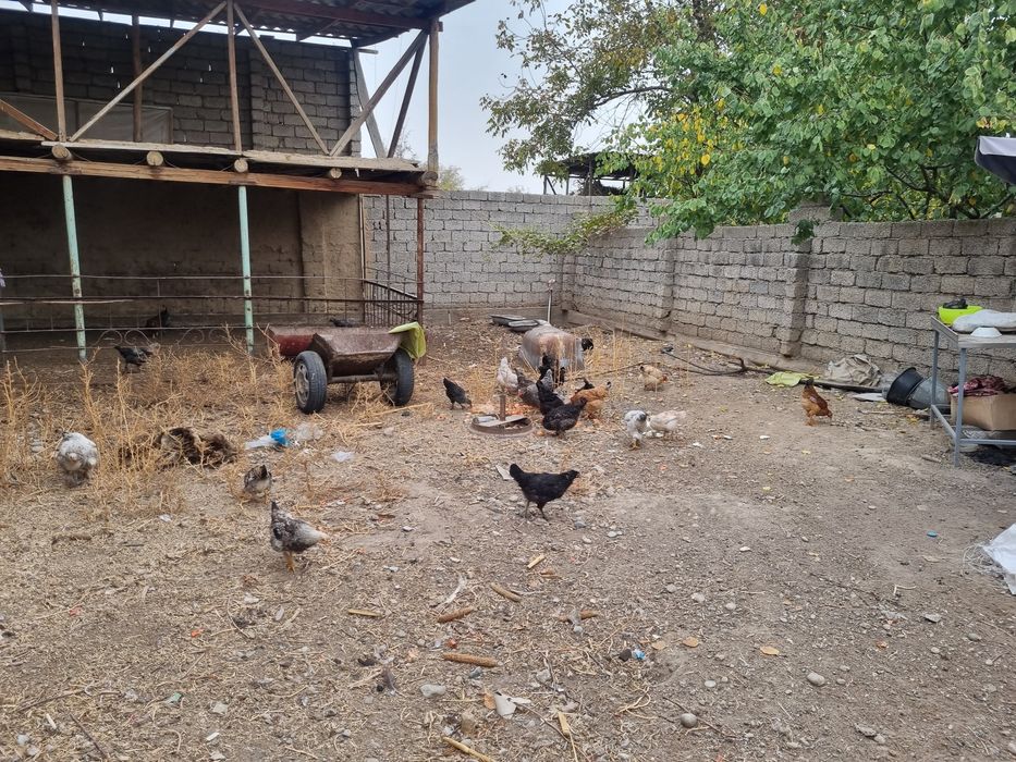 Хонодон товуқлари сотилади