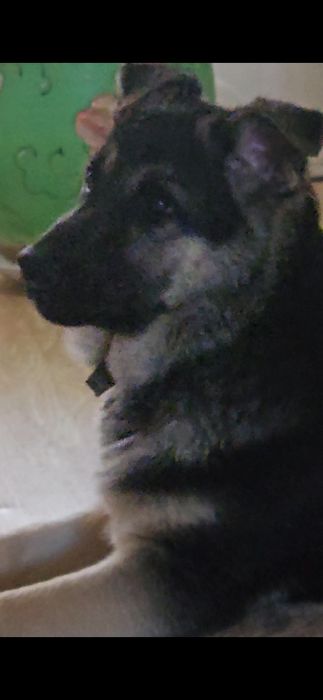 Щенок Восточно европейской овчарки