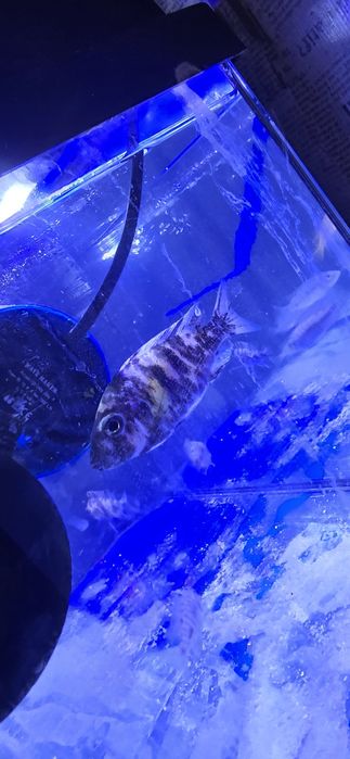 Ciclide africane malawi aulonocara mbuna Ieftin